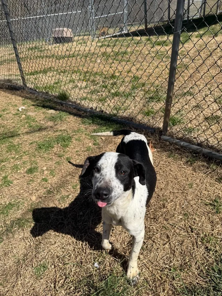 Coraline thumbnail 6