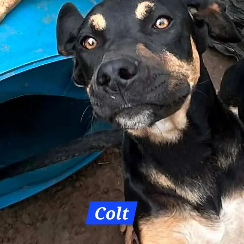 A young medium-sized male Black Hound dog named Colt for adoption in Madill, OK