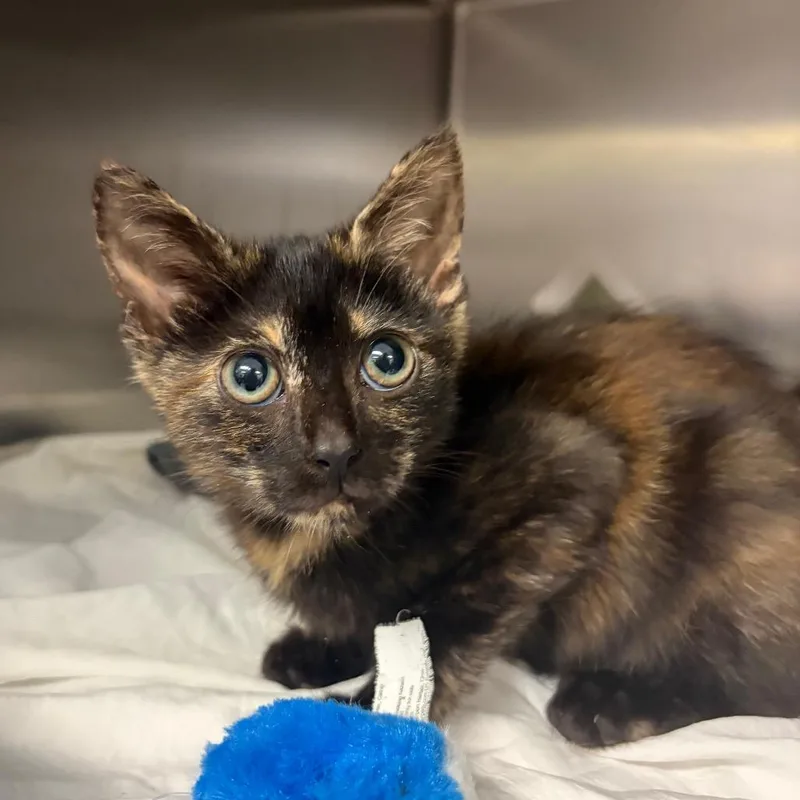 A baby small-sized female Tortoiseshell Domestic Short Hair cat named Antonia for adoption in Charlottesville, VA