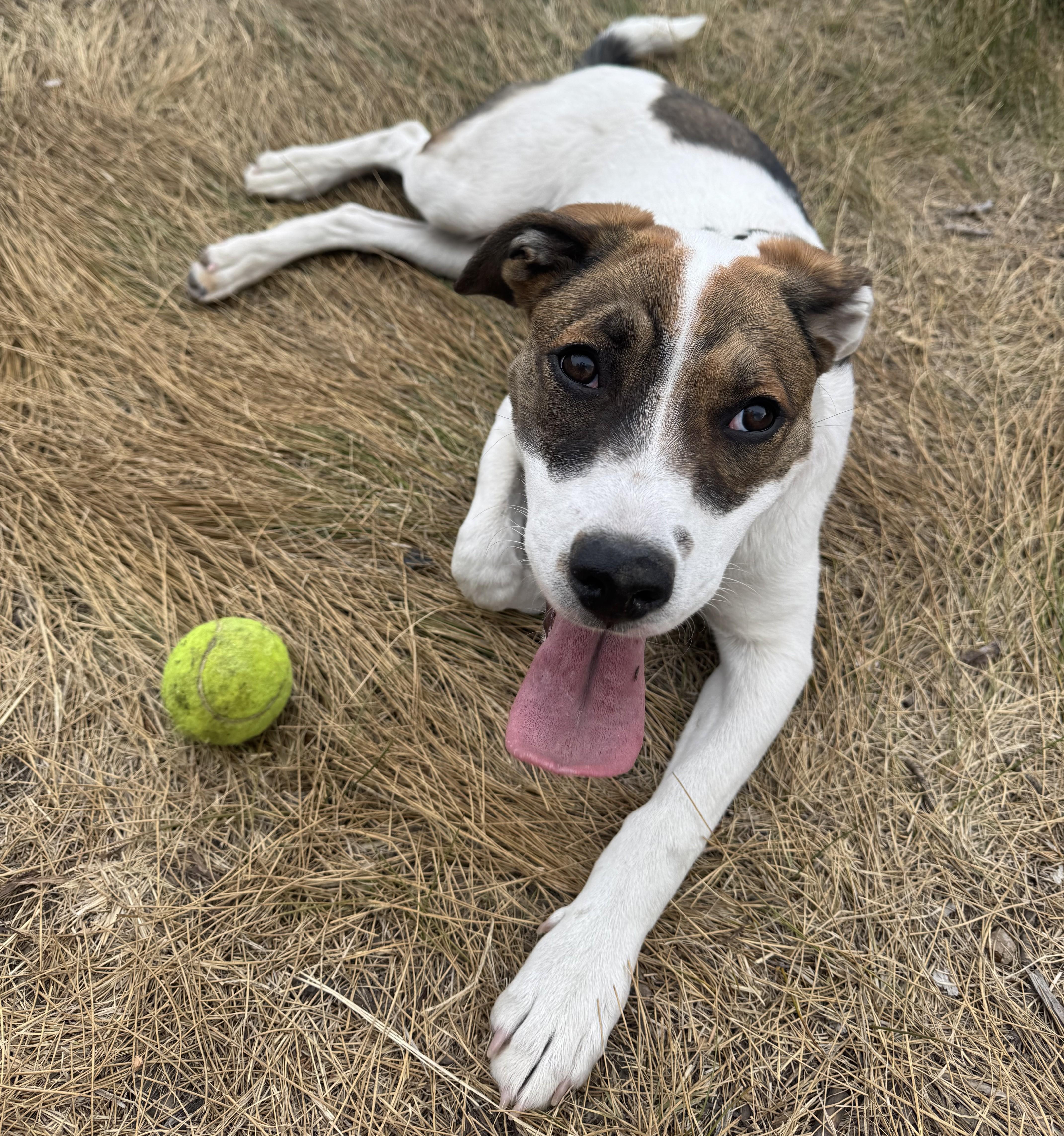 A baby medium-sized female White / Cream Catahoula Leopard Dog dog named Hazel for adoption in Bend, OR