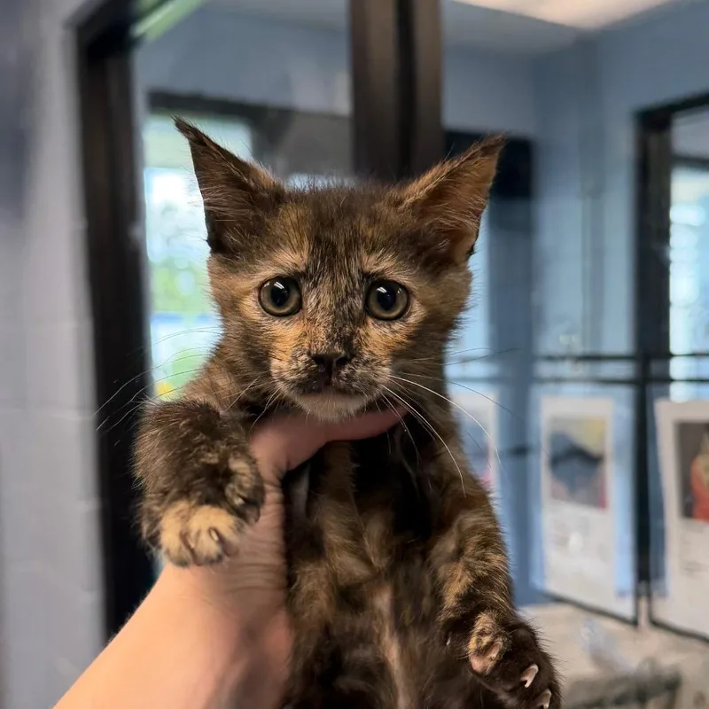 A baby small-sized female Tortoiseshell Domestic Short Hair cat named Astrid for adoption in Martinsville, VA