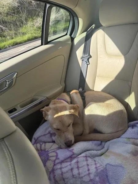 A young medium-sized male Pit Bull Terrier dog named Hulk for adoption in San Diego, CA
