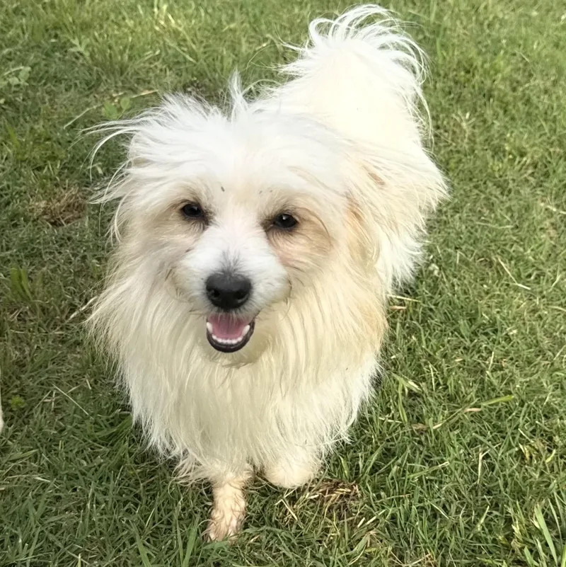 A baby small-sized male White / Cream Papillon dog named Mikey for adoption in Pelham, NH