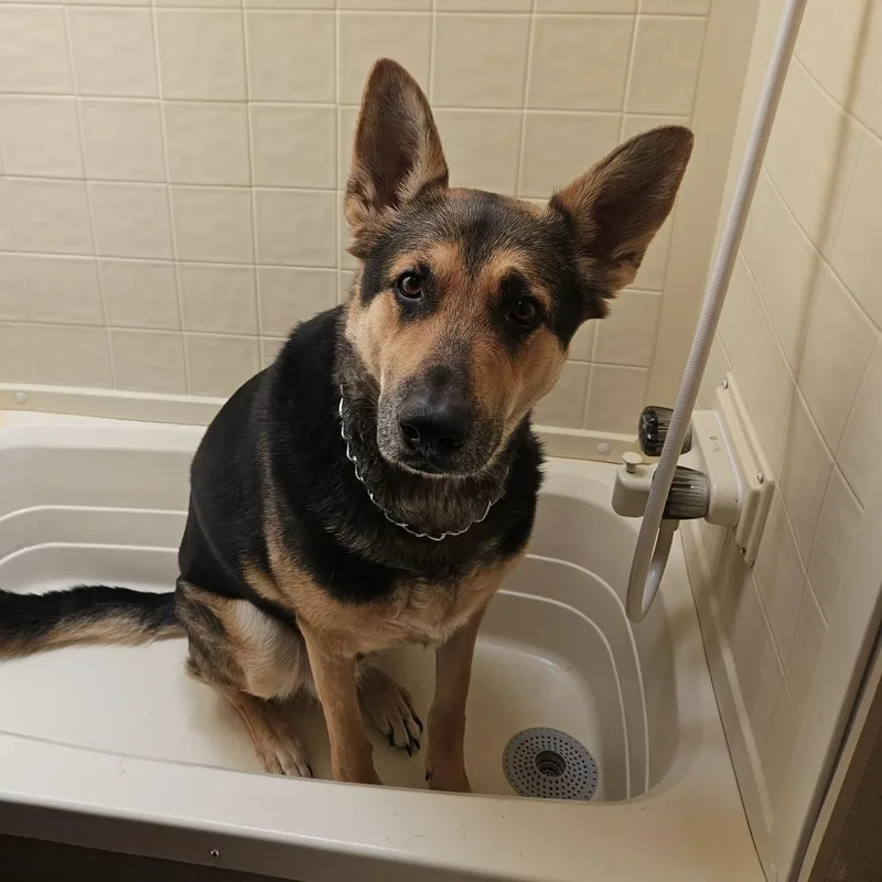 An adult medium-sized male Black Shepherd dog named Maverick for adoption in Tempe, AZ