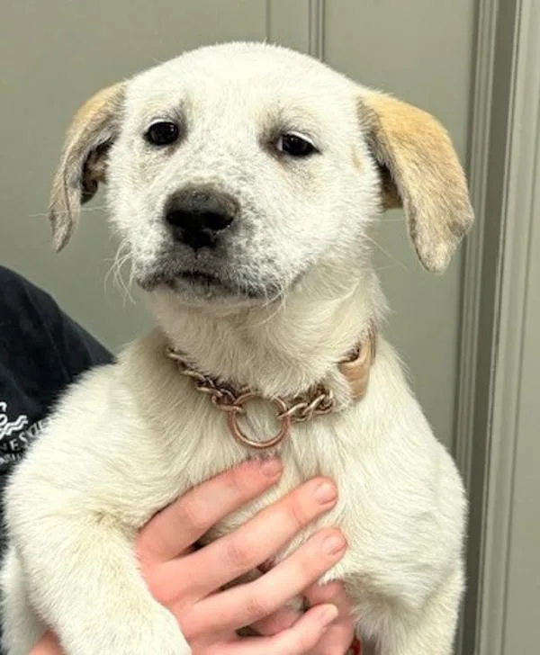 A baby large-sized female Anatolian Shepherd dog named Egg for adoption in Littleton, CO