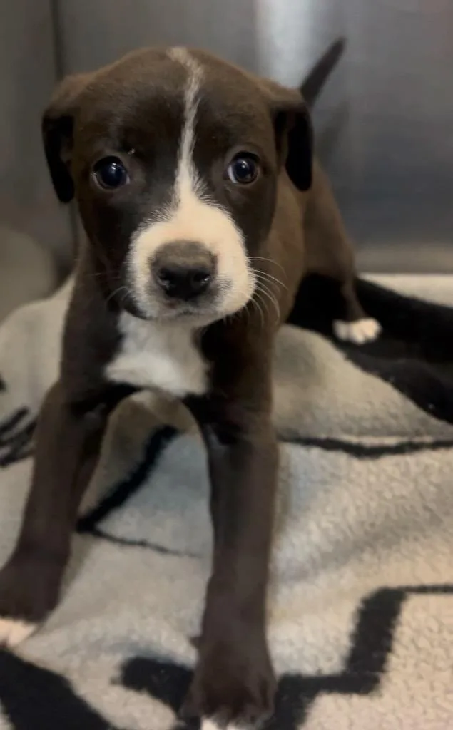 A baby medium-sized male Mixed Breed dog named Fezzik for adoption in Rock Hill, NY