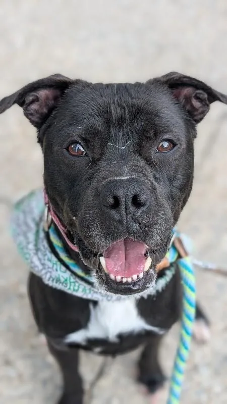 An adult medium-sized male Black Mixed Breed dog named Space for adoption in Cincinnati, OH
