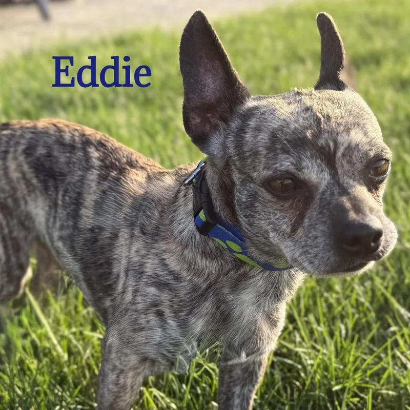 An adult small-sized male Brindle Mixed Breed dog named Eddie for adoption in Joliet, IL
