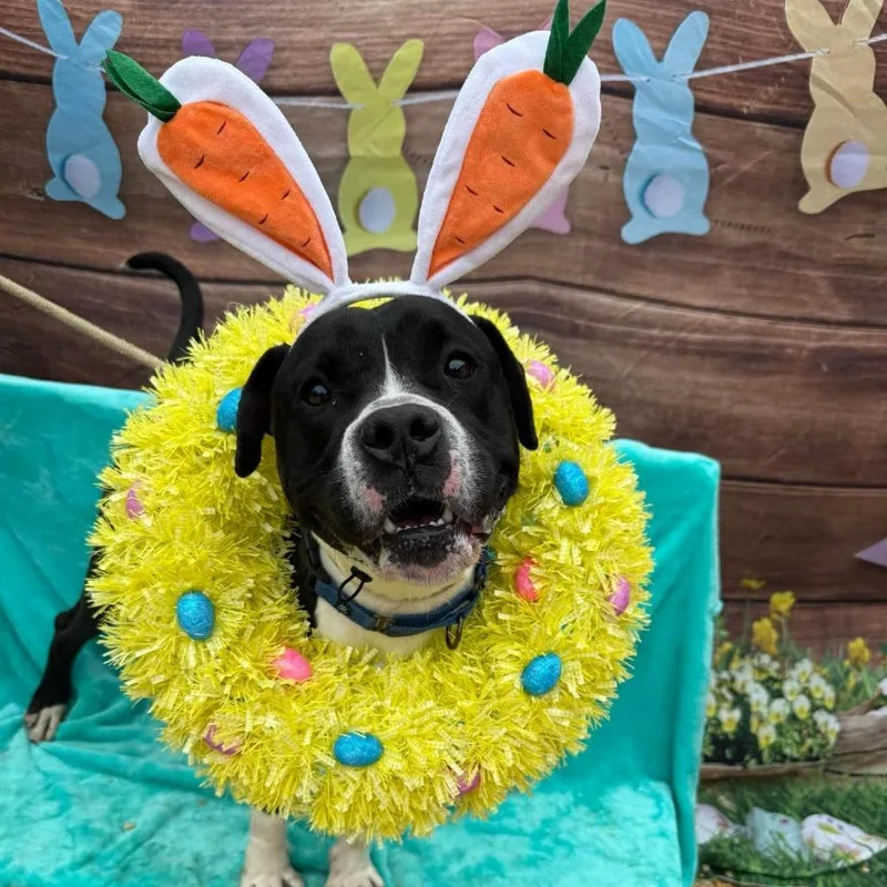 An adult large-sized male Pit Bull Terrier dog named Donner for adoption in Weimar, CA