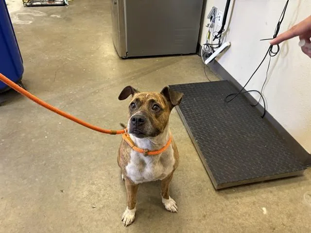 An adult medium-sized female Pit Bull Terrier dog named Lady for adoption in Ontario, CA