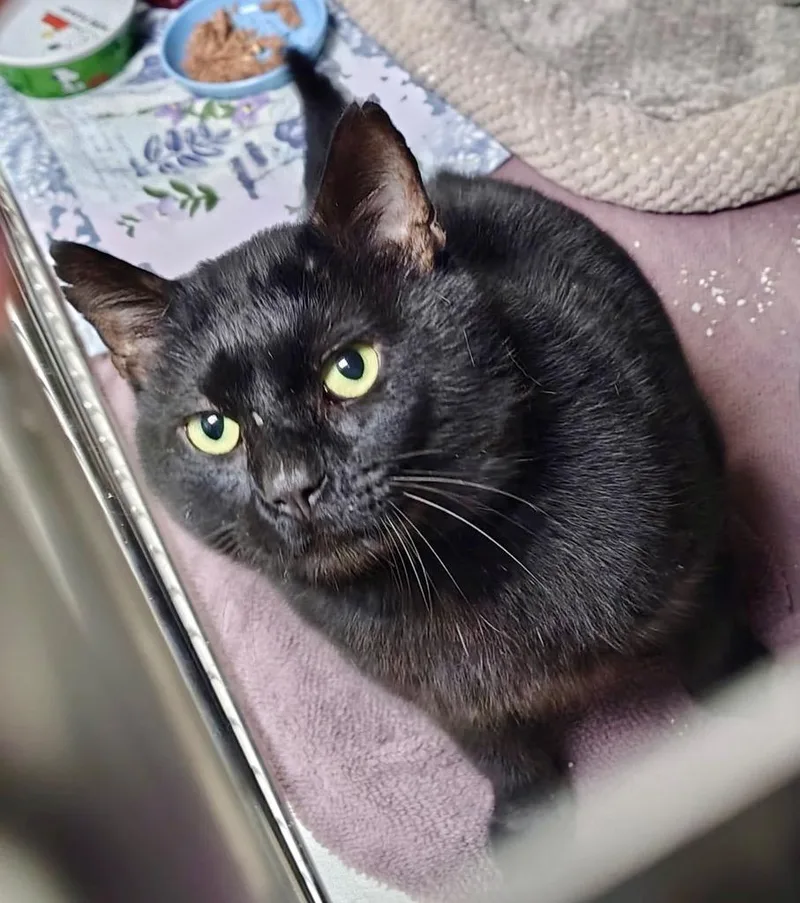 An adult medium-sized male Domestic Short Hair cat named Cuddles  Ac for adoption in Greeneville, TN
