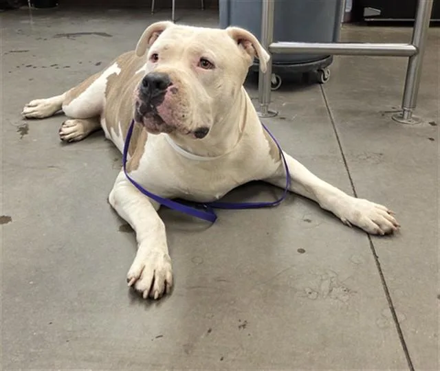 An adult large-sized male Pit Bull Terrier dog named Gandalf for adoption in Phoenix, AZ