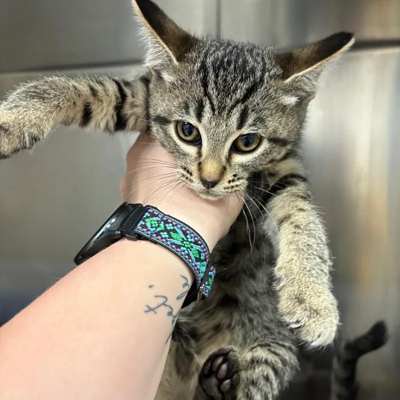 A baby small-sized female Domestic Medium Hair cat named Libby for adoption in Spokane, WA