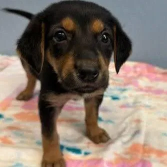 A baby small-sized female Black Hound dog named Maxine for adoption in Hattiesburg, MS