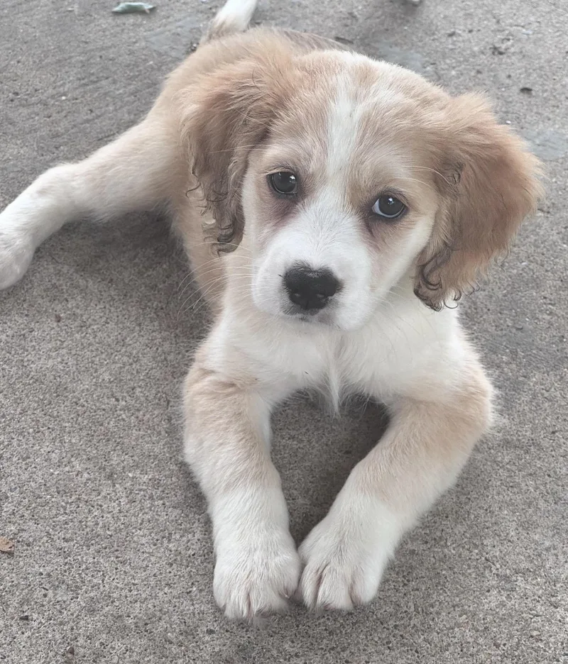 A baby medium-sized female Apricot / Beige Spaniel dog named Rose for adoption in Fredericksburg, VA