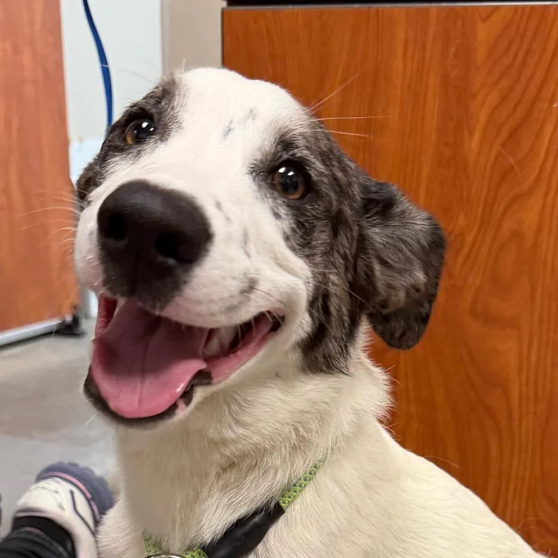 A young medium-sized female White / Cream Mixed Breed dog named Lovely for adoption in Yuma, AZ