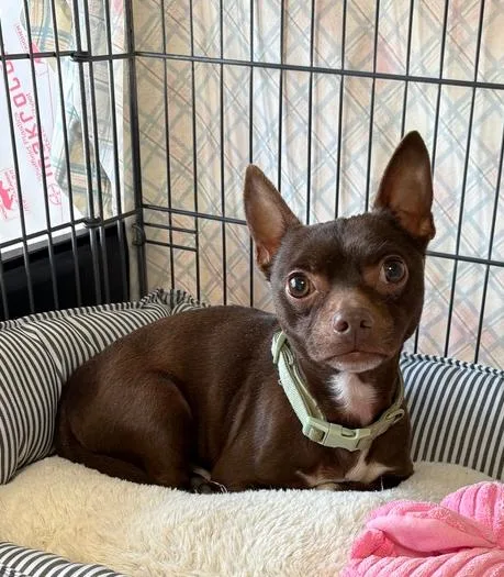 An adult small-sized male Chihuahua dog named Beans for adoption in Rochester, IN