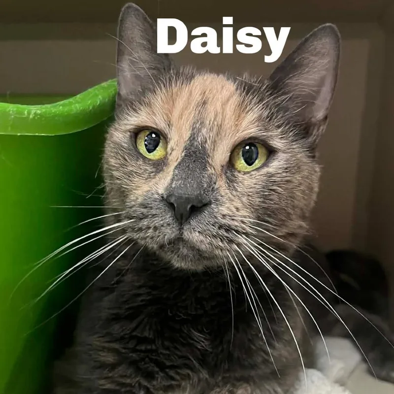 Daisy
