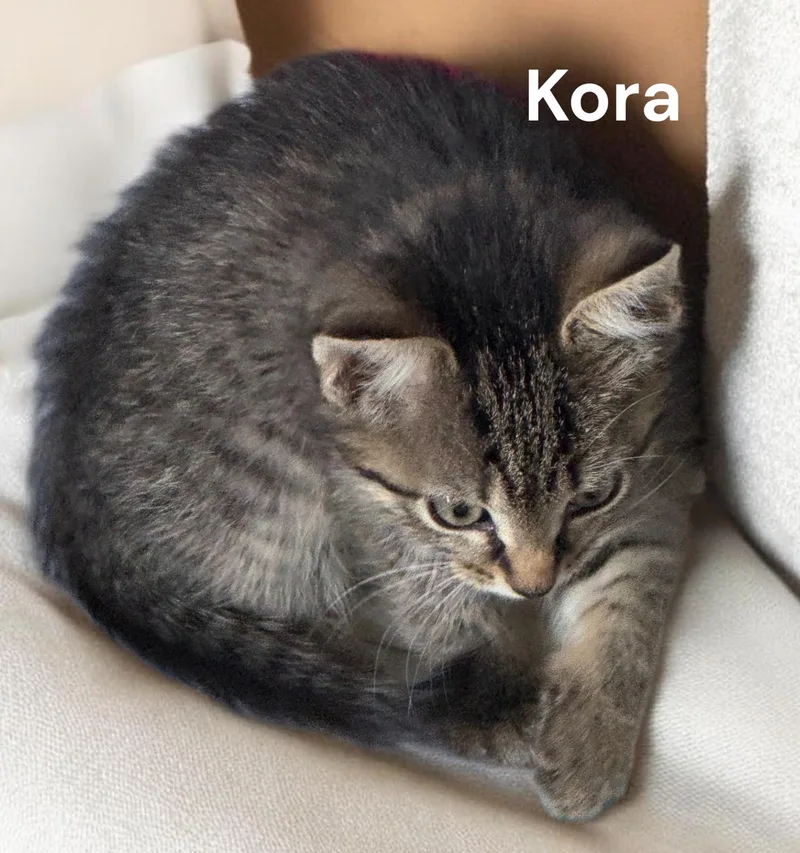 A baby medium-sized female Tabby cat named Kora for adoption in Weems, VA