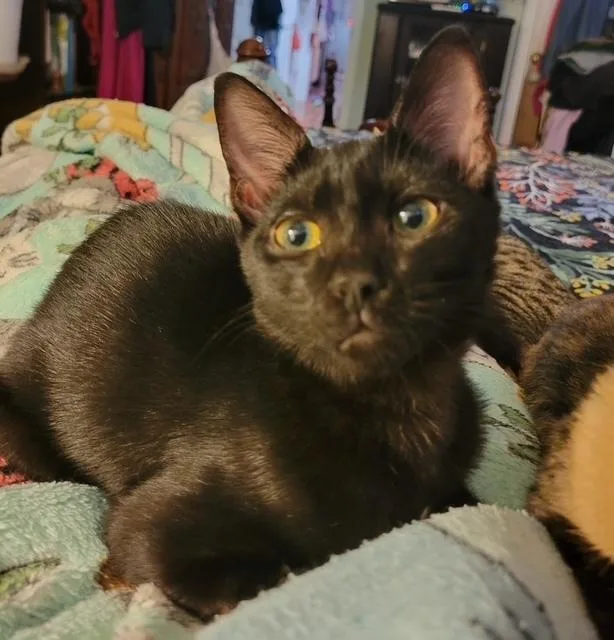 A baby small-sized female Black Domestic Short Hair cat named Jellybean for adoption in Douglasville, GA