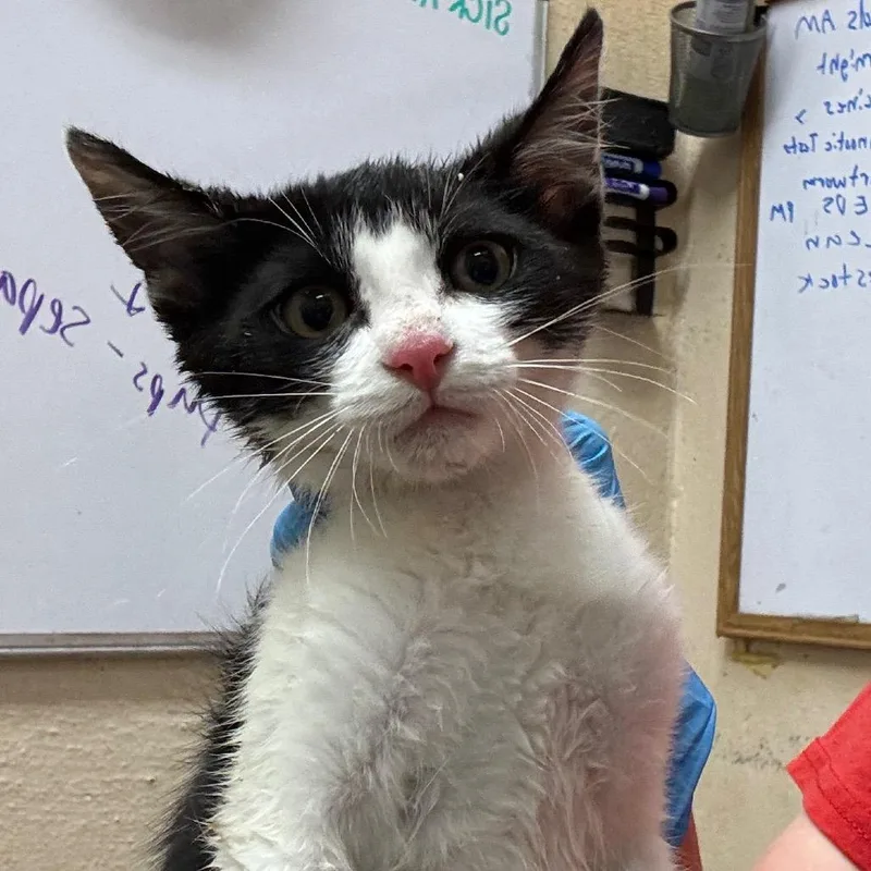 A baby small-sized female White Domestic Short Hair cat named Ty Lee for adoption in Montgomery, AL