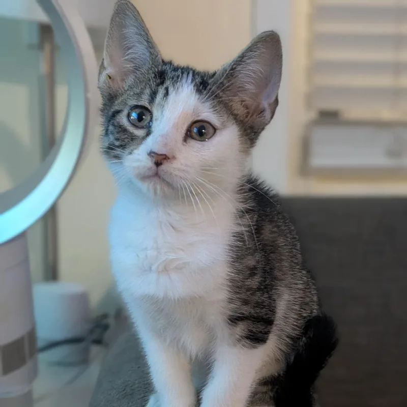 A baby small-sized female White Domestic Short Hair cat named Sunrise for adoption in West Palm Beach, FL