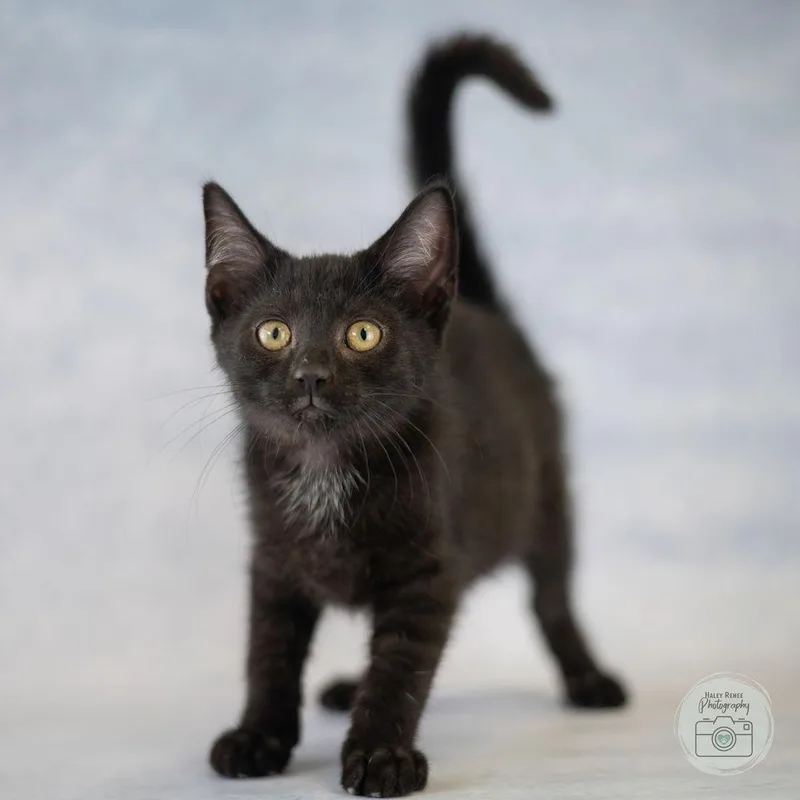 A baby medium-sized male Black Domestic Short Hair cat named Clyde for adoption in Blairsville, PA