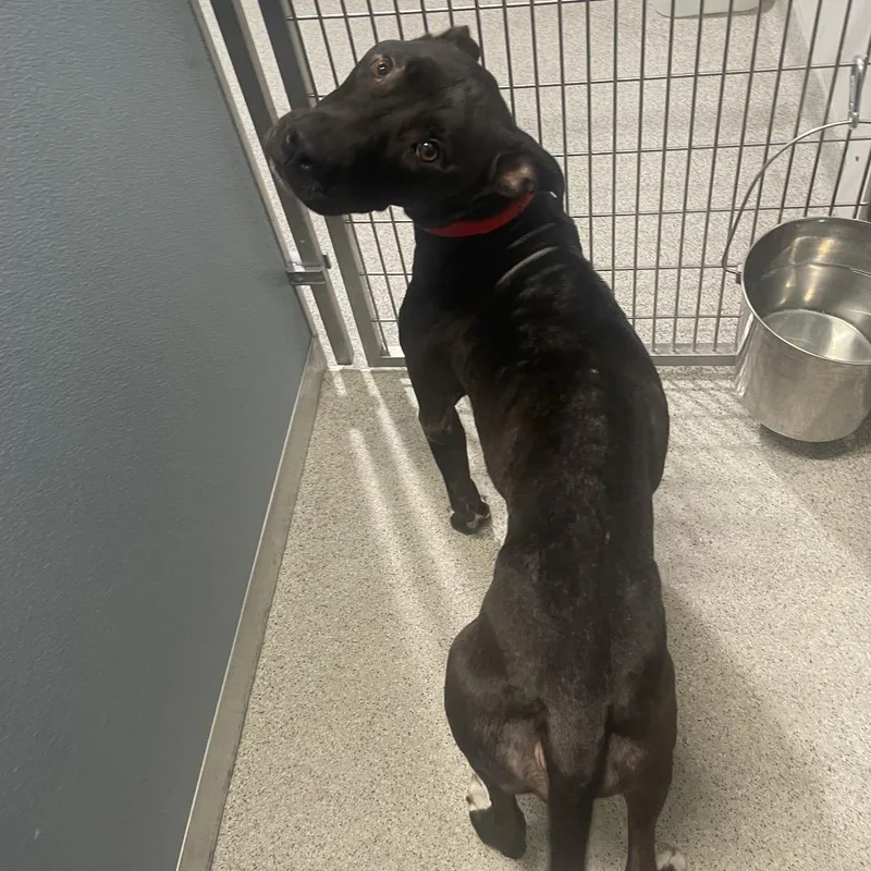 An adult medium-sized male Black Terrier dog named Carl for adoption in Tampa, FL