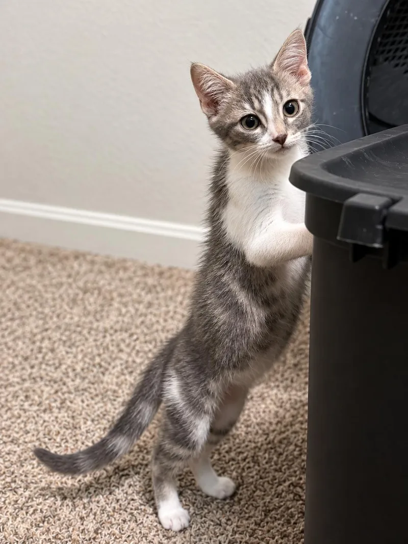 A baby small-sized male Domestic Short Hair cat named Frenchie for adoption in Rio Linda, CA