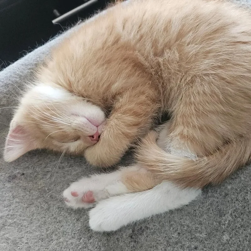 Peanut