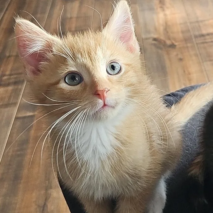 Peanut thumbnail 2