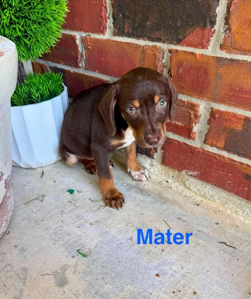 Mater