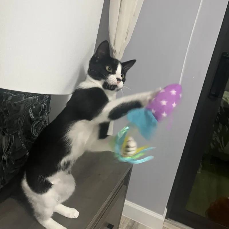 A baby medium-sized female Domestic Short Hair cat named Bella for adoption in Delray Beach, FL