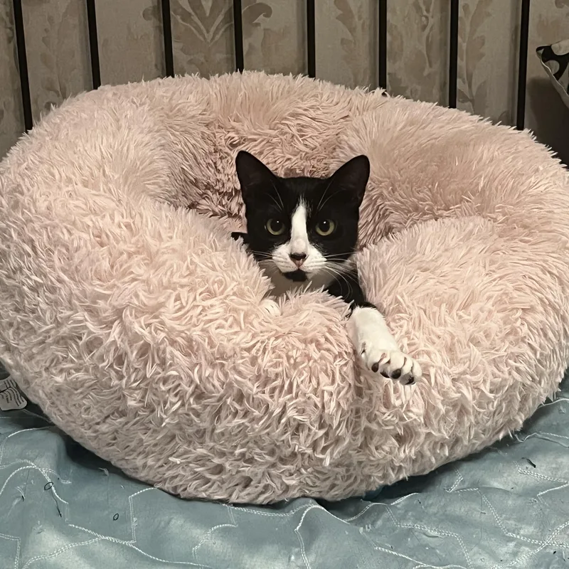 Bella thumbnail 2