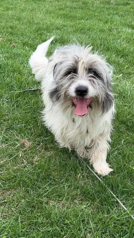 Golden Gals : Paisley