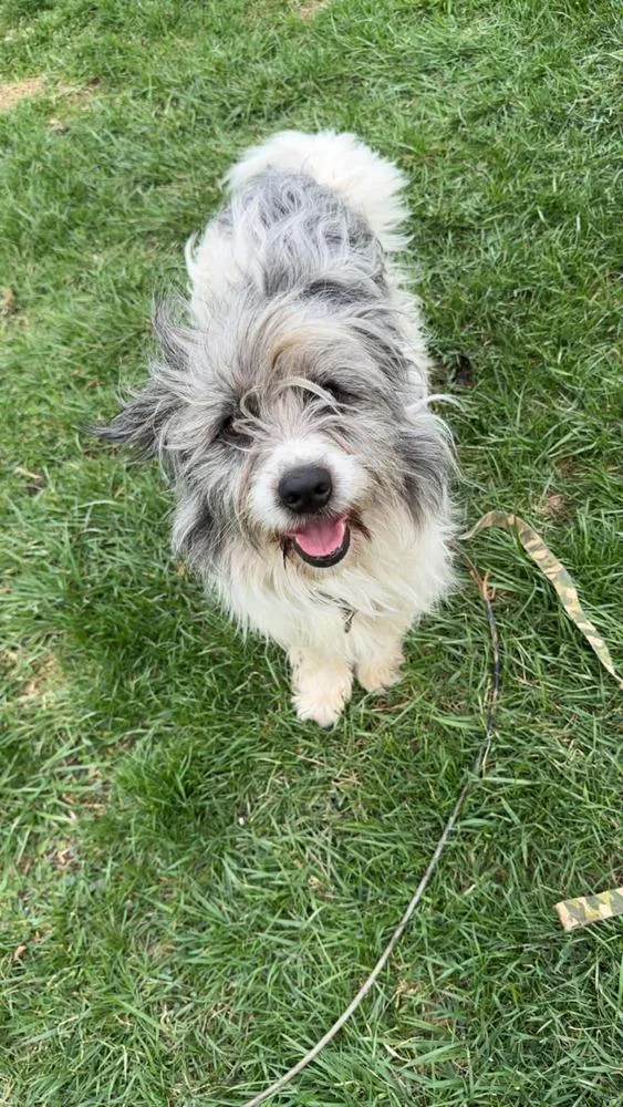 Golden Gals : Paisley thumbnail 2