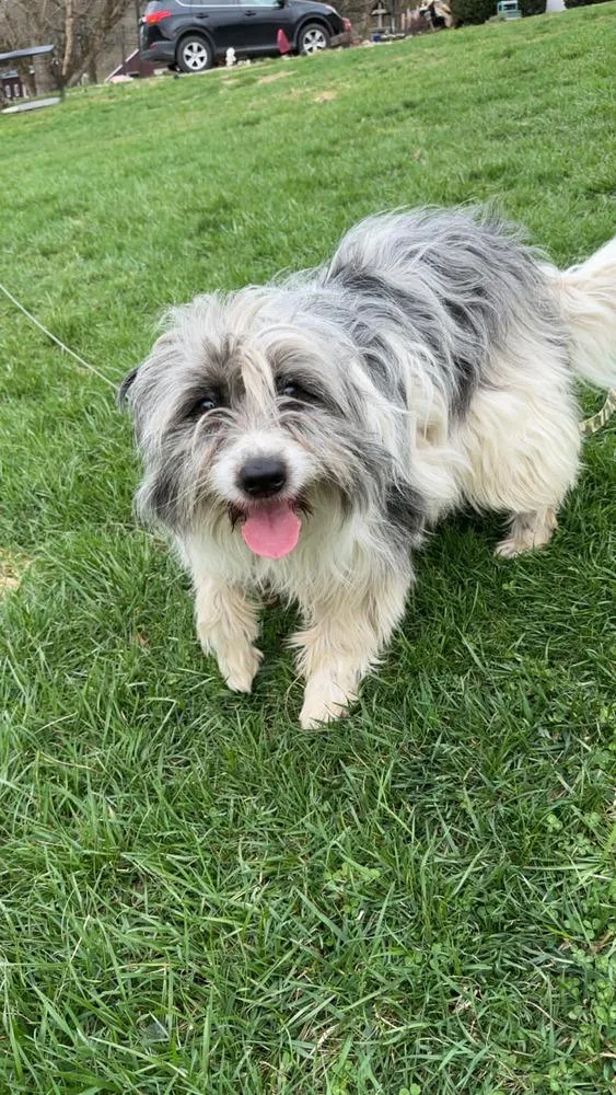 Golden Gals : Paisley thumbnail 3