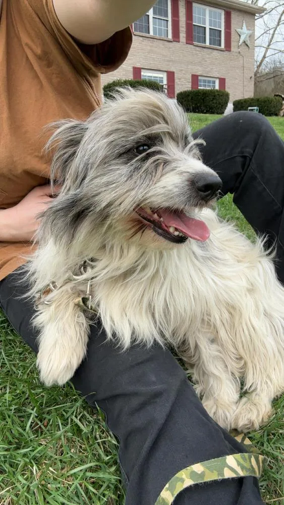 Golden Gals : Paisley thumbnail 5