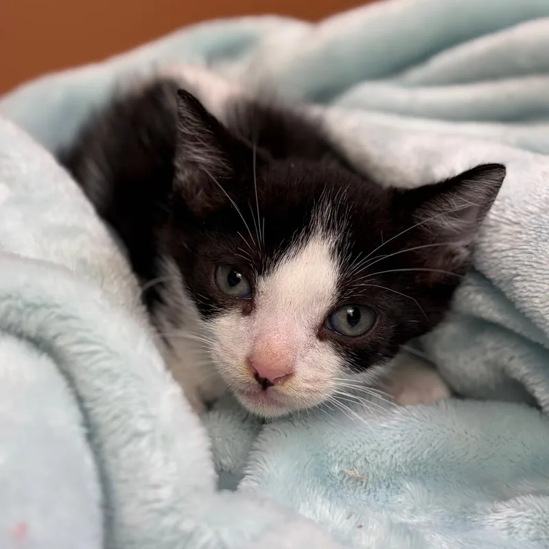 A baby small-sized male Black Domestic Short Hair cat named Smokey for adoption in San Antonio, TX