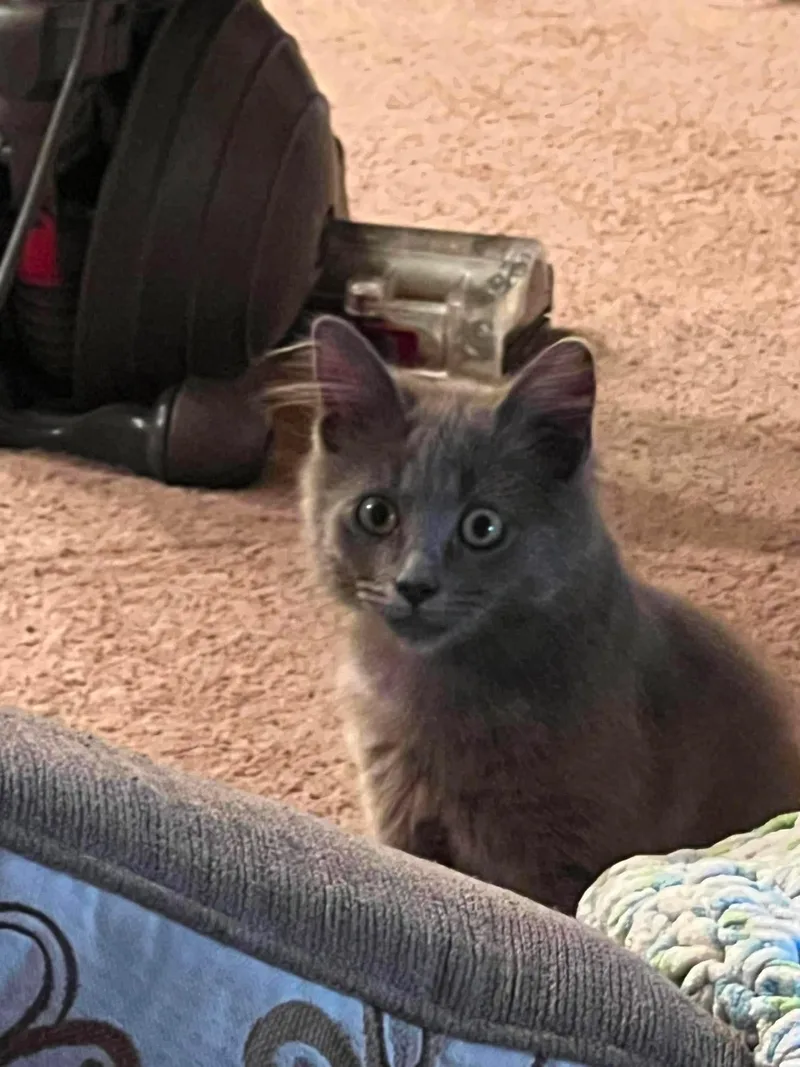 A baby small-sized male Gray / Blue / Silver Domestic Medium Hair cat named Albus for adoption in Hollister, CA