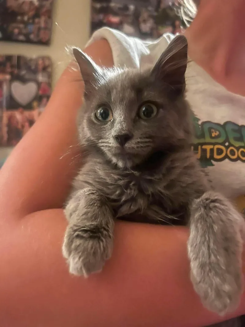Albus thumbnail 4