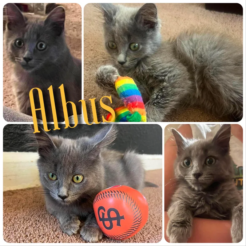 Albus thumbnail 5
