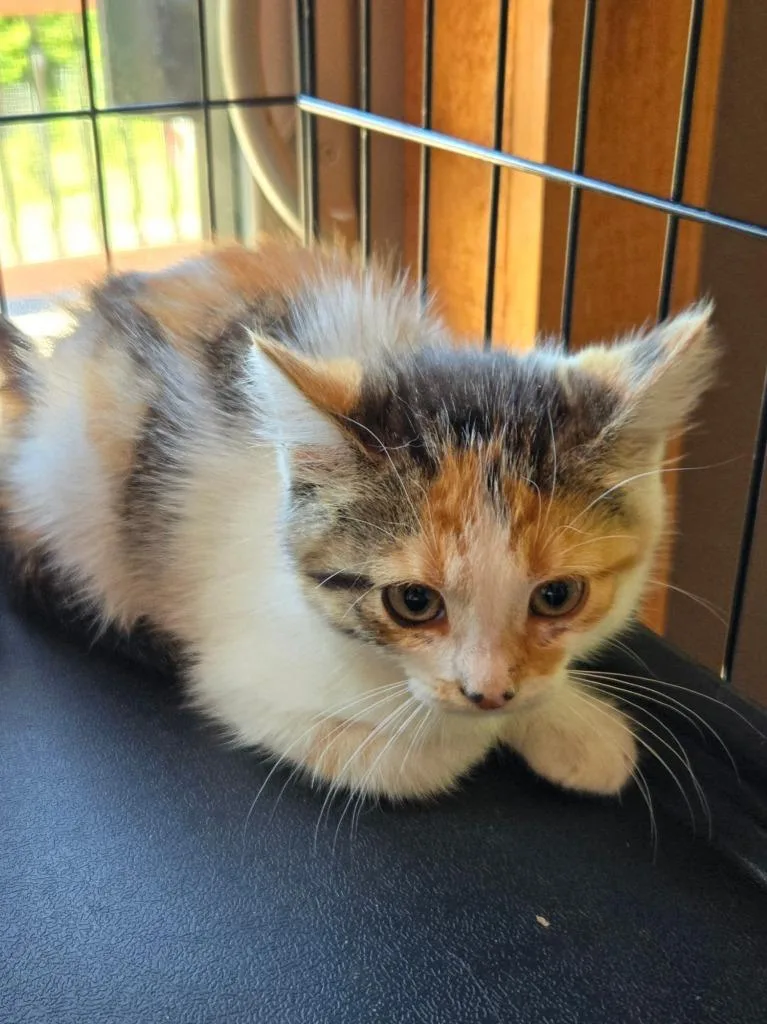 A young medium-sized male Domestic Short Hair cat named Pebble for adoption in Black River Falls, WI