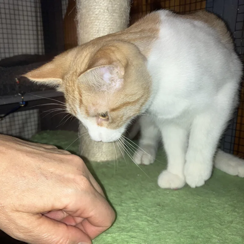 A baby medium-sized female Buff & White Domestic Short Hair cat named Casey for adoption in Midland, MI