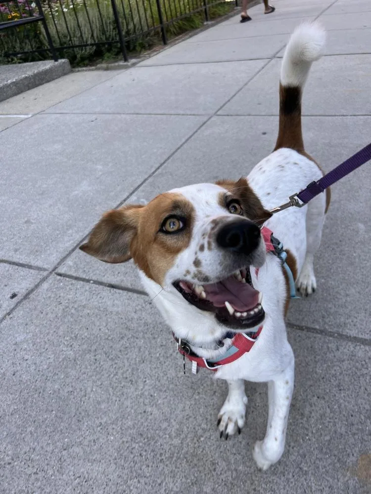 An adult medium-sized female Beagle dog named Zoe for adoption in Willingboro, NJ