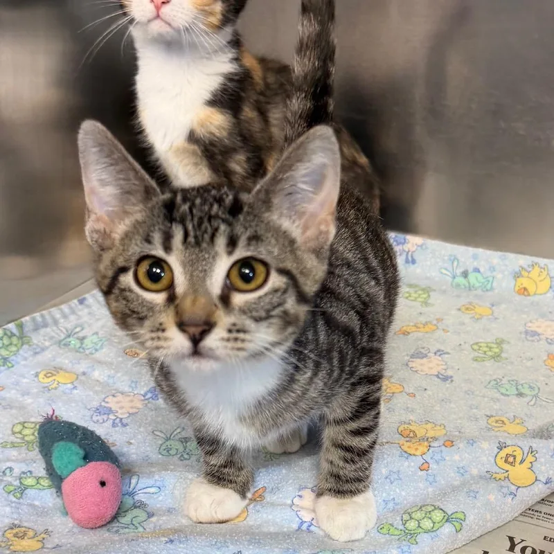 A baby small-sized female Torbie Domestic Short Hair cat named Verona artworks for adoption in Belleville, IL