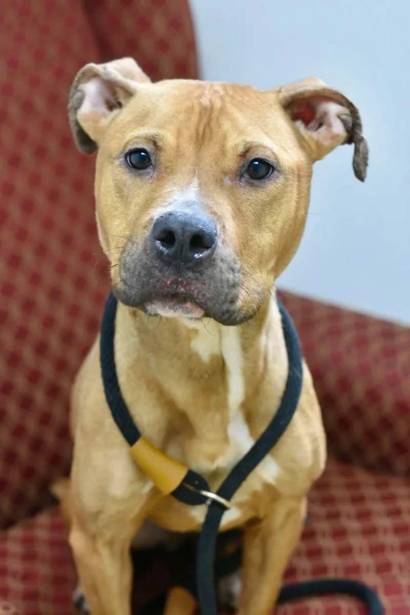 An adult medium-sized female Pit Bull Terrier dog named Tia for adoption in Bowling Green, OH