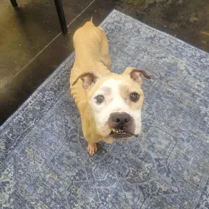 An adult small-sized male Mixed Breed dog named Parton for adoption in Memphis, TN