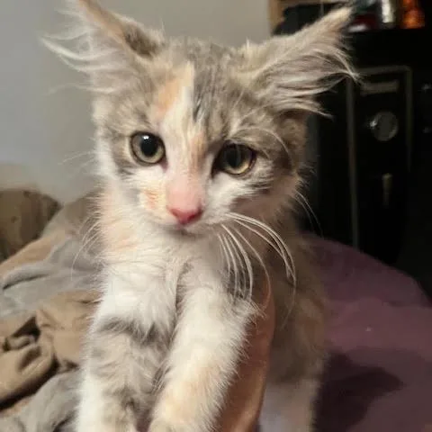 A baby small-sized female Calico Domestic Medium Hair cat named Winter Grace C for adoption in Princeton, MN