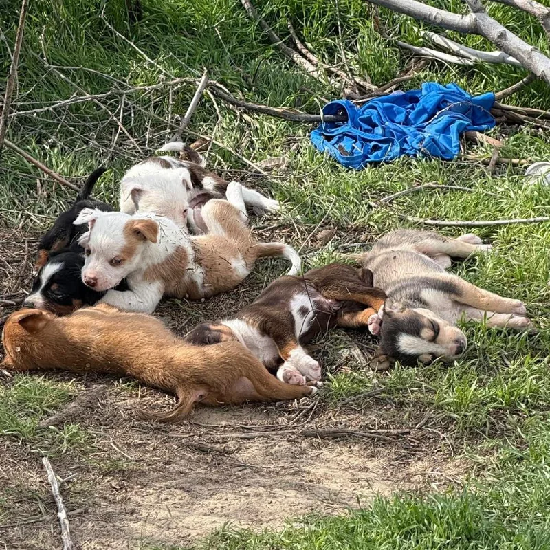 Munchkin thumbnail 3